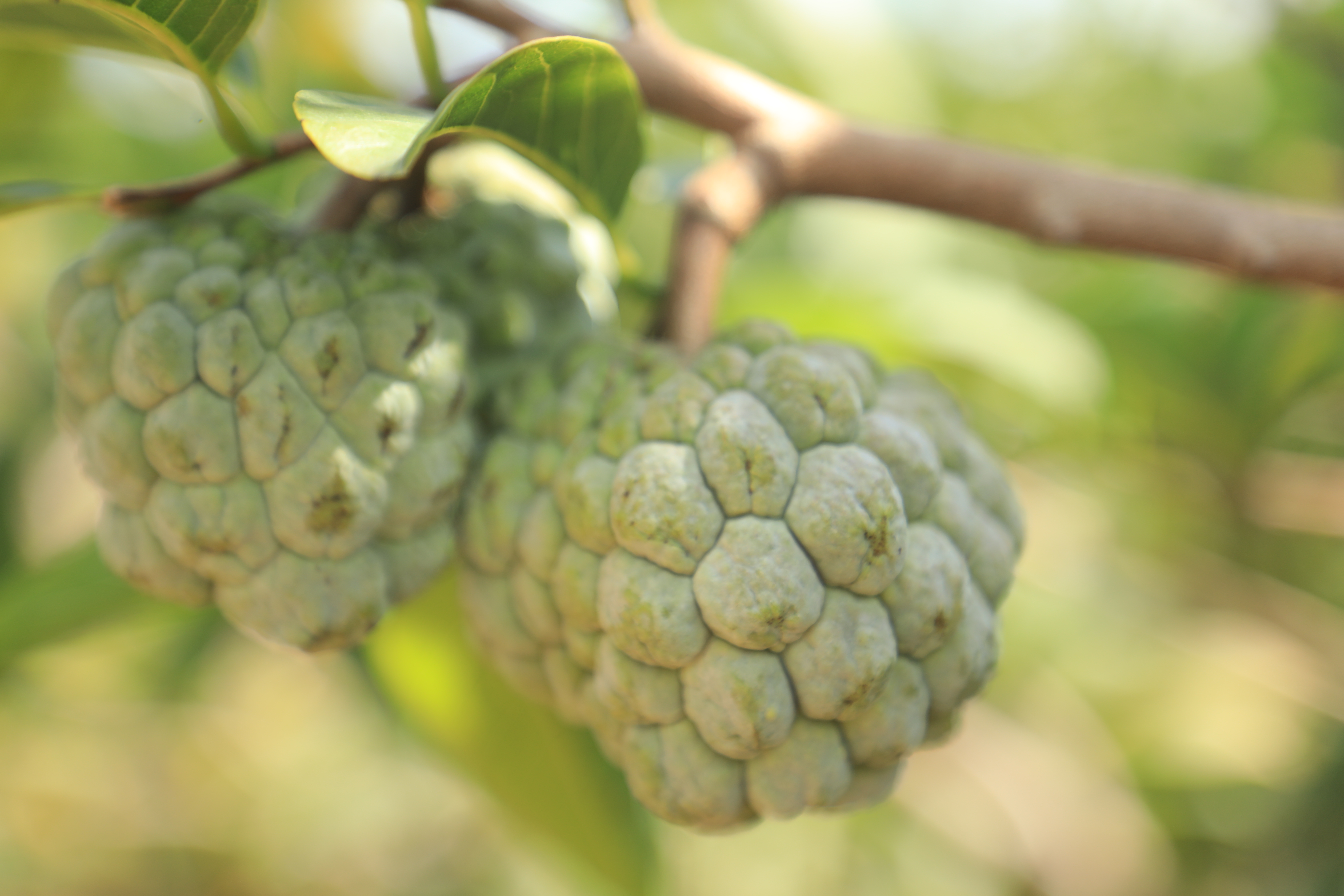 Custard Apple trees