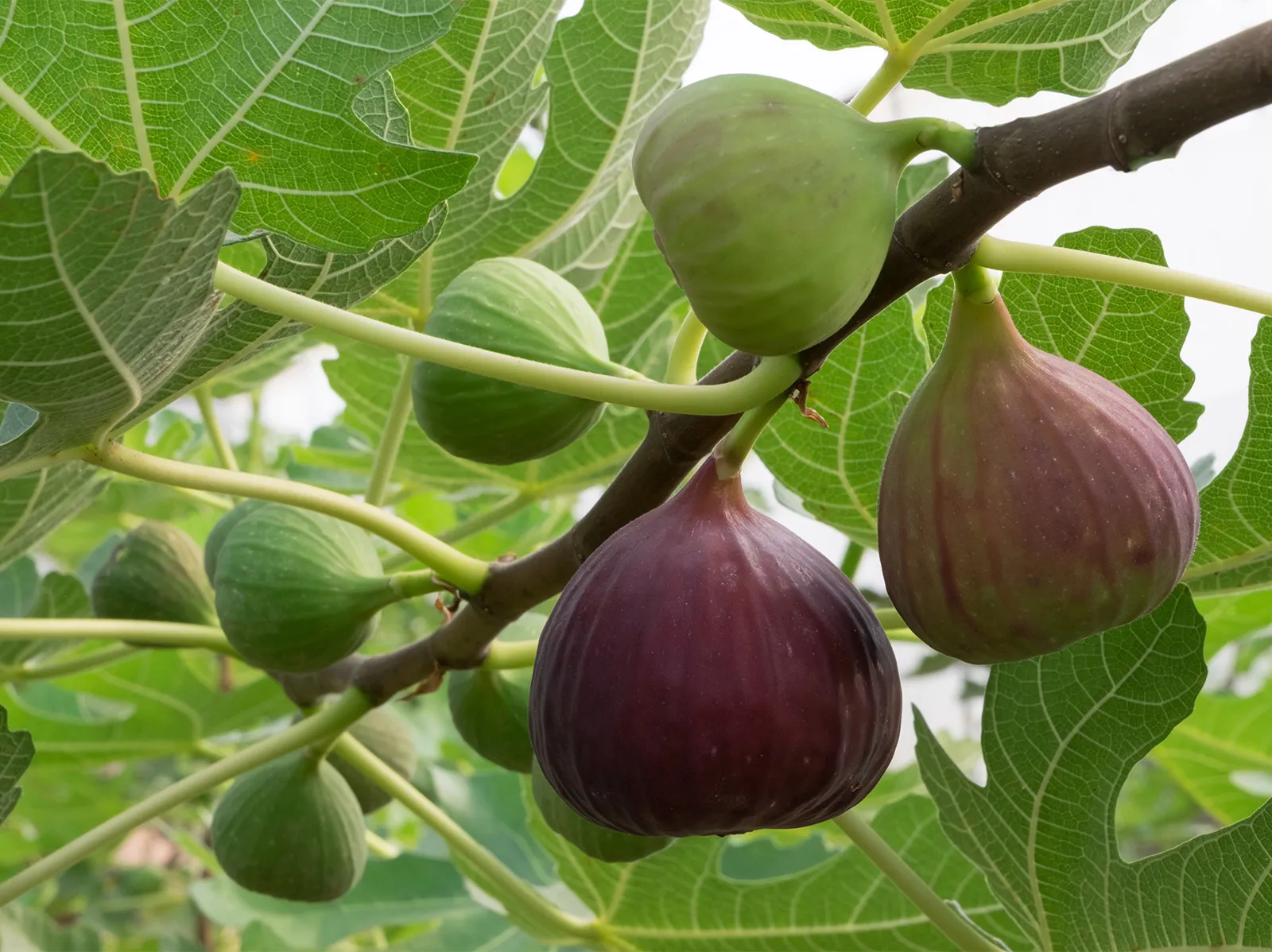 Fig plantation