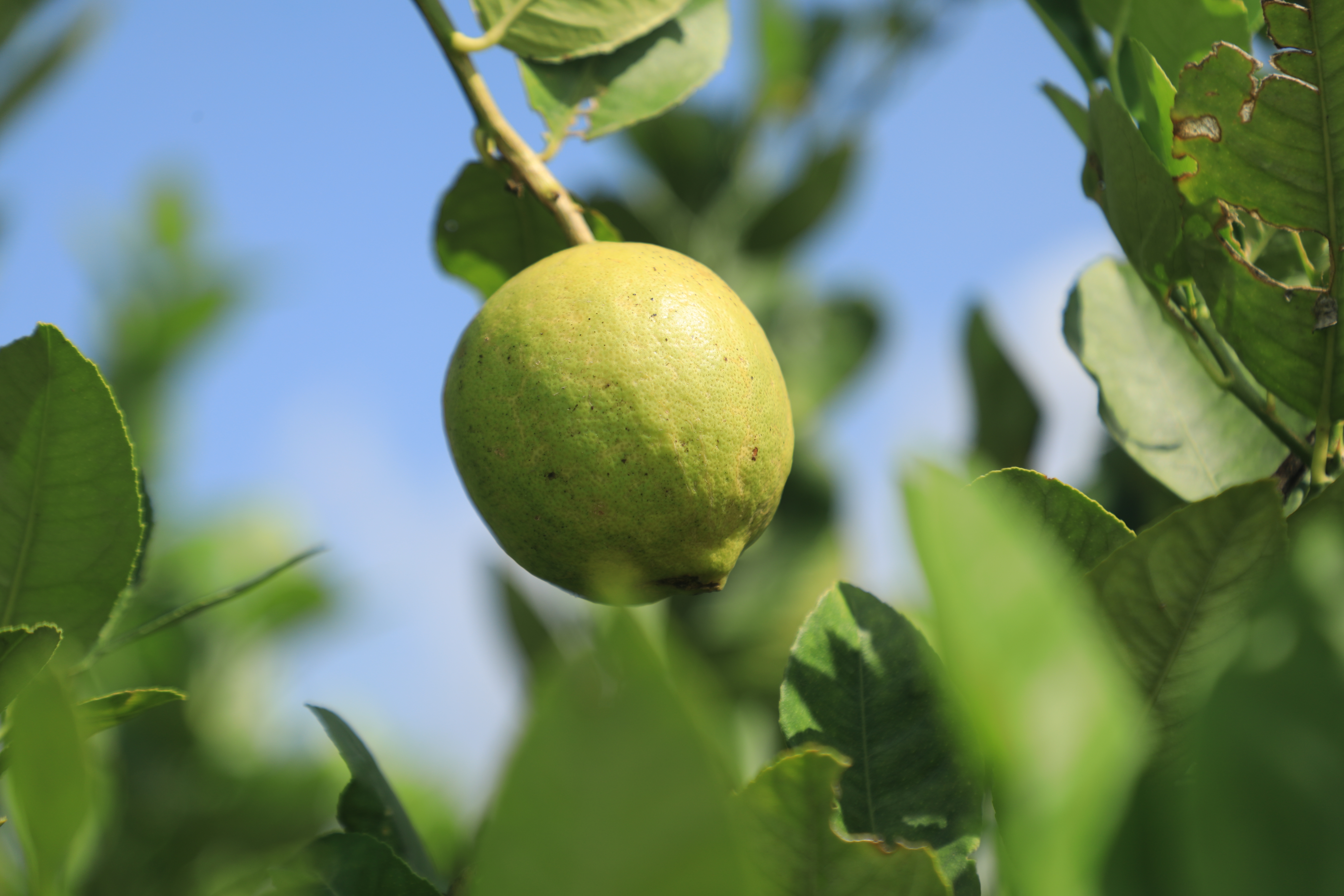Guava orchard