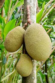 Jackfruit orchard