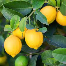 Lemon plantation