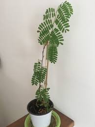 Tamarind plantation