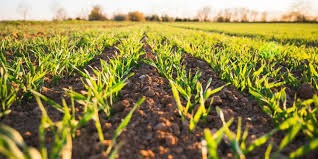 Eco-Responsible Agriculture