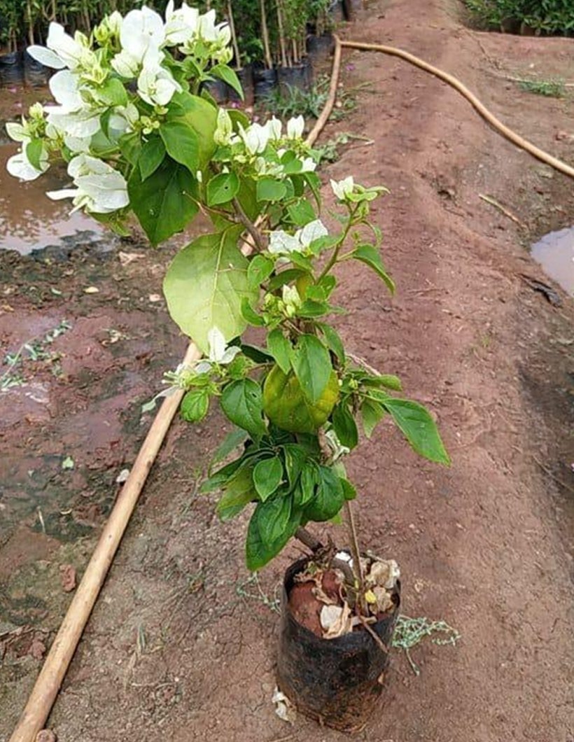Bougainvillea White