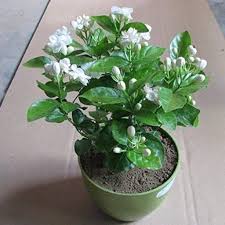 Jasmine