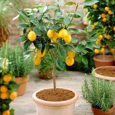 Lemon 