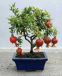 Pomegranate Bhagwa 