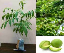 Hog Plum (Vakkaya) 